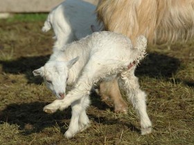 faluturizmus, programok, erdély